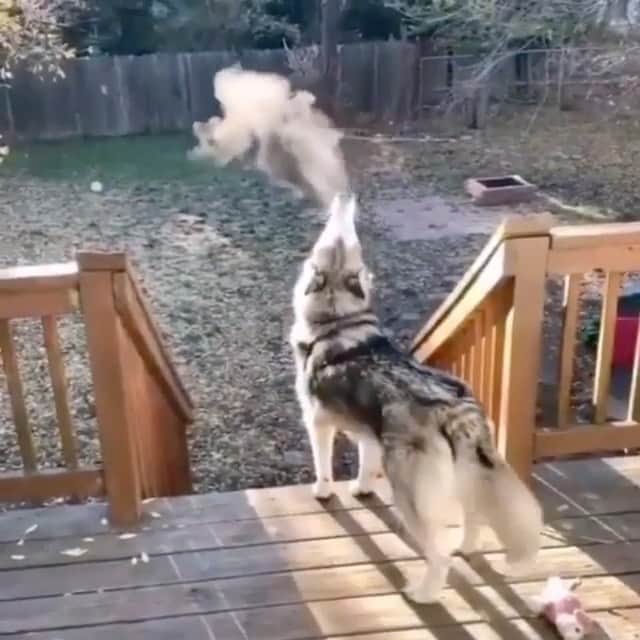 WildLifeのインスタグラム：「Communicating with the Neighbors 🐺  Video by @alaskandaily」