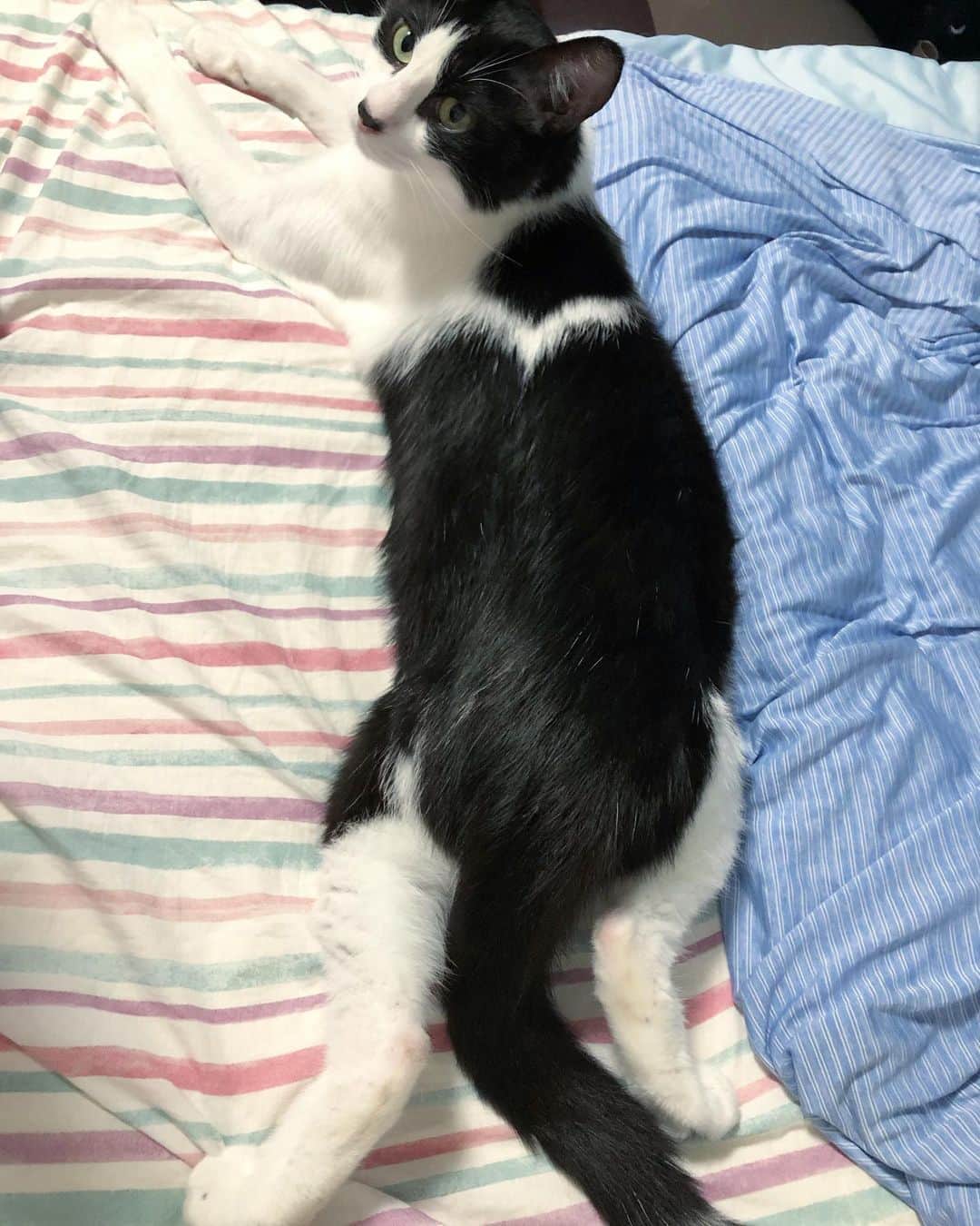 ぽんずのインスタグラム：「変な後ろ足。  #ねこ#猫#cat#猫好き#親バカ#はちわれ#ハチワレ#はちわれ猫#ハチワレ猫#白黒猫部#にゃんすたぐらむ#ilovecat#猫大好き#うちの猫自慢#白黒猫 #我が家のぽんずくん #ちゅーちゅー妖怪」