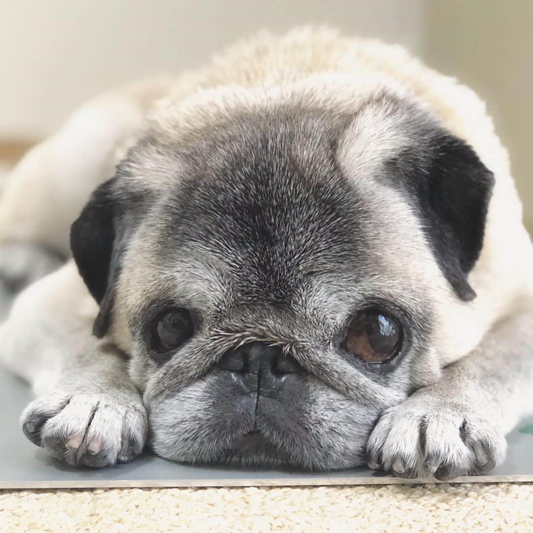 八兵衛のインスタグラム：「GM🐶 * * * 大人の階段。 * * * #クールボード #子どものときは嫌がった #4年くらい前から自主的に乗るようになった #冷たくて快適と解ったらしい #遅っ  #ほぼ黒パグ #おじいちゃん犬 #pug #puggy #puglife #puglove #petstagram #pugstagram #pugsofinstagram #pugs #dog #ふわもこ部  @igersjp #IGersJP #east_dog_japan #pecoイヌ部 #八兵衛 #はちべえ #朝ワンコ夕ニャンコ」