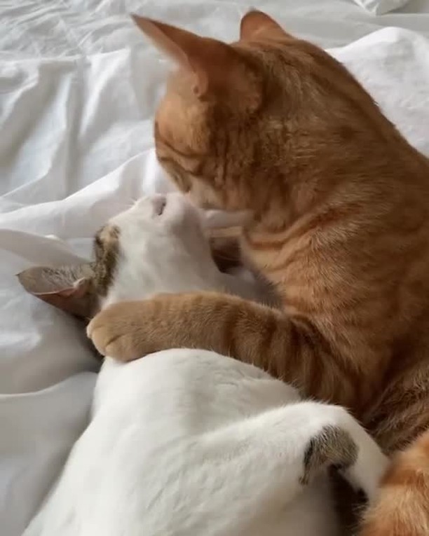 Aww Clubのインスタグラム