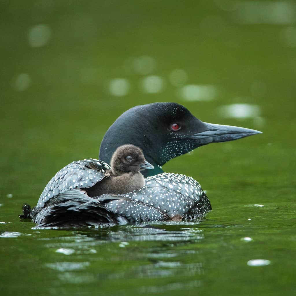 Tim Lamanさんのインスタグラム写真 - (Tim LamanInstagram)「Photo by @TimLaman.  A one-week-old Common Loon chick rides on its parents back in Mount Desert Island, Maine.  Loon chicks are amazingly precocious and leave the nest the day they hatch and they can immediately swim.  But they do spend a lot of time on mom or dad’s back, where they are safe from predators and can take lots of naps while waiting for the other parent to deliver food.  Shot for the #CornellLabofOrnithology, with help from Somes Meynell Wildlife Sanctuary.  Check out thier FB @somesmeynellwildlifesanctuary.  #loon #maine」7月20日 10時02分 - timlaman