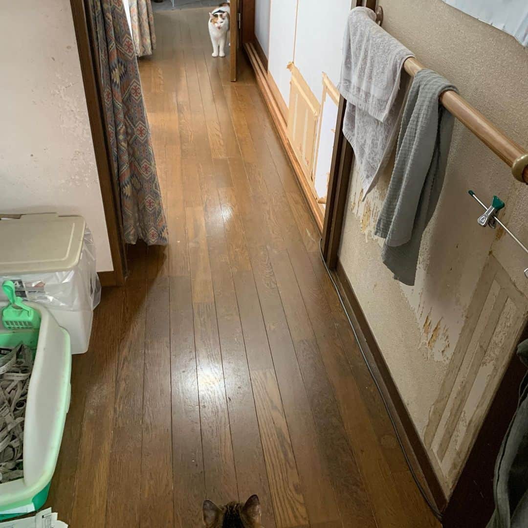 Kachimo Yoshimatsuさんのインスタグラム写真 - (Kachimo YoshimatsuInstagram)「今朝1階へ降りてきたミケ子。 ミーちゃん、おいで〜！おいで〜！ するとちょっと前進。 おいで〜！ ココアがミケ子を見つけ、 じりじり寄っていくと…  階段に避難しちゃいました。  勇気を持って入っておいで〜！  #うちの猫ら #mikeko #cocoa #猫 #ねこ #cat #ネコ #catstagram #ネコ部 http://kachimo.exblog.jp」7月20日 10時18分 - kachimo