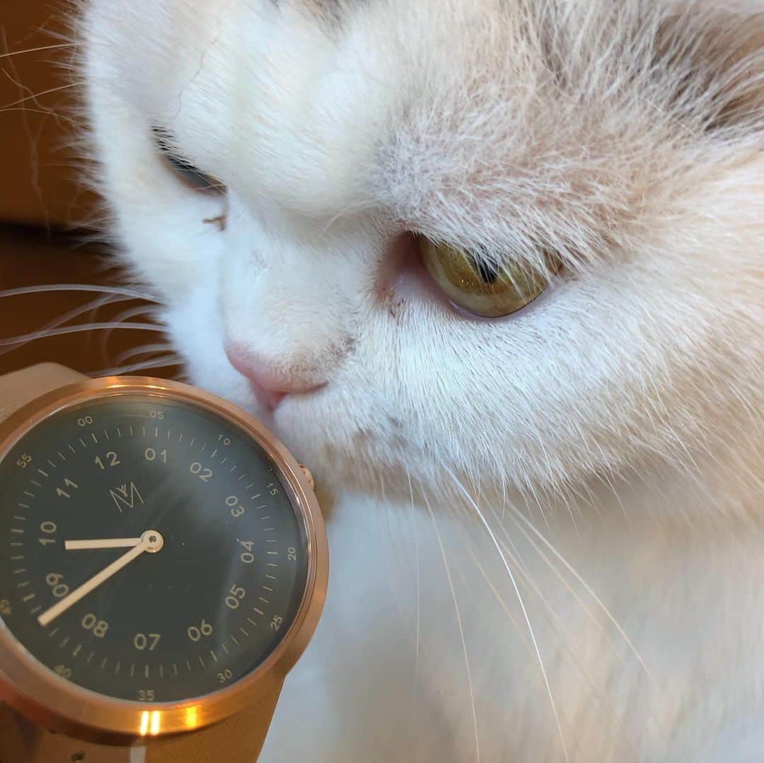 Chiyomame ちよまめさんのインスタグラム写真 - (Chiyomame ちよまめInstagram)「⌚️MAVEN WATCHES （ @mavenjapan ） マベンウォッチさんから まんまる達に素敵な腕時計が届いたよ😻 ゆず丸に早速見てもらいました👀 。 。 シンプルだからどんなシーンでも大活躍間違いないデザインだにゃ٩( ᐛ )و❣️ 。 。 🎁クーポンコード🎫 【 chiyofv 】 ご使用で10パーセントオフになります。 (クーポン使用期限は本日より1年間) 是非使って下さい٩( ᐛ )و 。 。 #mavenwatches #マベン #マベンウォッチズ #腕時計 #時計  #まん丸ねこ部#スコティッシュフォールド#scottishfold #猫 #ねこ #cat#scottishfold_yuzu」7月20日 10時19分 - chiyo.mame