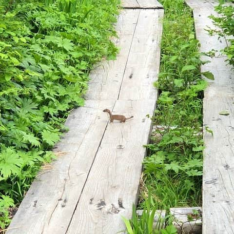 栂池高原スキー場のインスタグラム