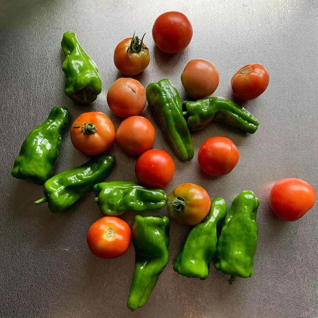 のインスタグラム：「もぎたて🍅🌿夏野菜。 トマトは冷やしてまるかじりだ!!  ・ ・ ・ #家庭菜園　#夏野菜　#中玉トマト　#ピーマン　#有機野菜　#もぎたて」