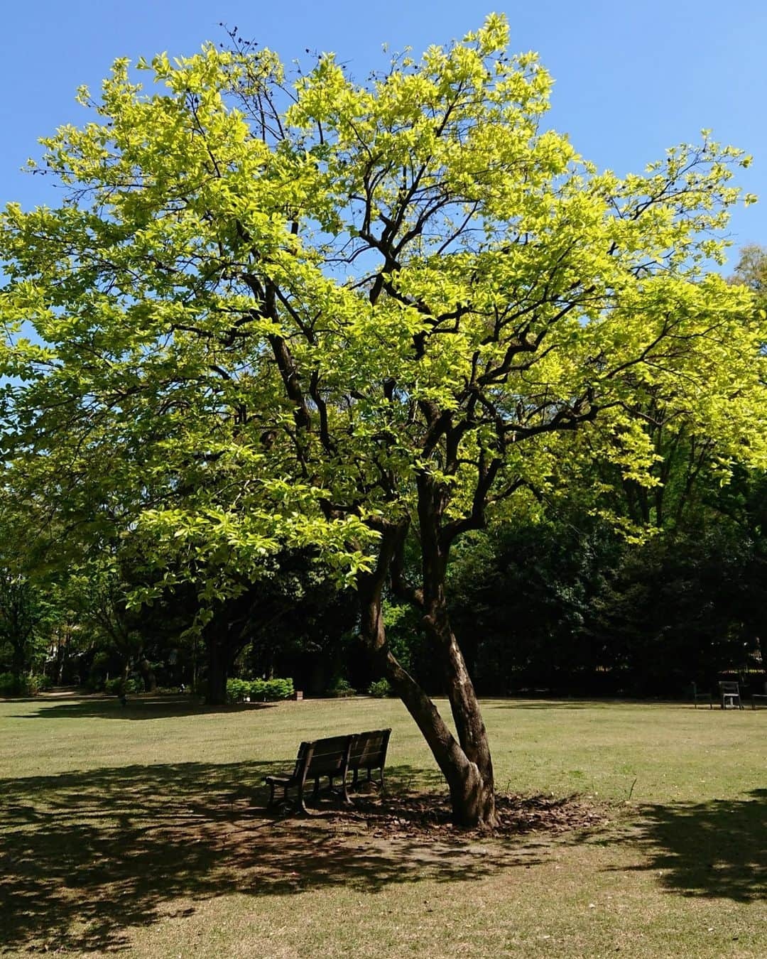 東京都庭園美術館さんのインスタグラム写真 - (東京都庭園美術館Instagram)「【開催中｜東京モダン生活展】 西洋庭園では、澄んだ青空のもと今日も静かに時が流れています。 そよぐ風と柔らかな陽の光。印象派の絵画にあるような風景の中で、気持ちも穏やかに1日をお楽しみいただきたいです。  #東京都庭園美術館 #東京 #旧朝香宮邸 #庭園 #西洋庭園 #tokyometropolitanteienartmuseum #teienartmuseum #tokyo #garden #TokyoTokyoFESTIVAL」7月20日 11時29分 - teienartmuseum