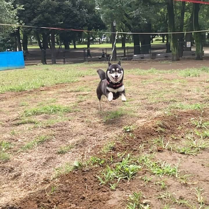 vo_coのインスタグラム：「🐾 元々のホームのドッグランで久々に走ってきたよ！ 晴れると楽しいね✨ * #shibastagram #instashiba #shiba #shibainu #黒柴 #柴犬」