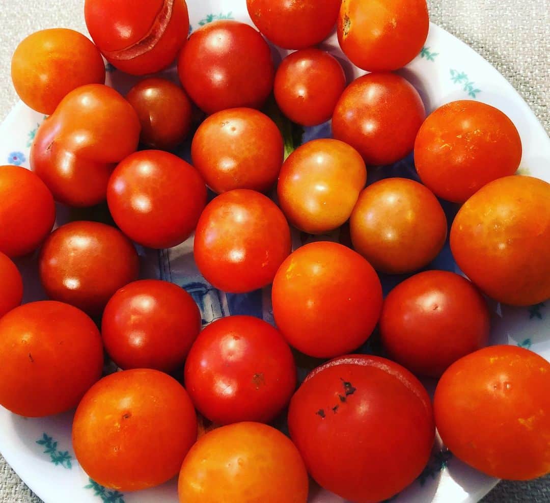 雛形あきこさんのインスタグラム写真 - (雛形あきこInstagram)「庭で採れたトマト #トマト #娘の好物」7月20日 11時56分 - akiko_hinagata