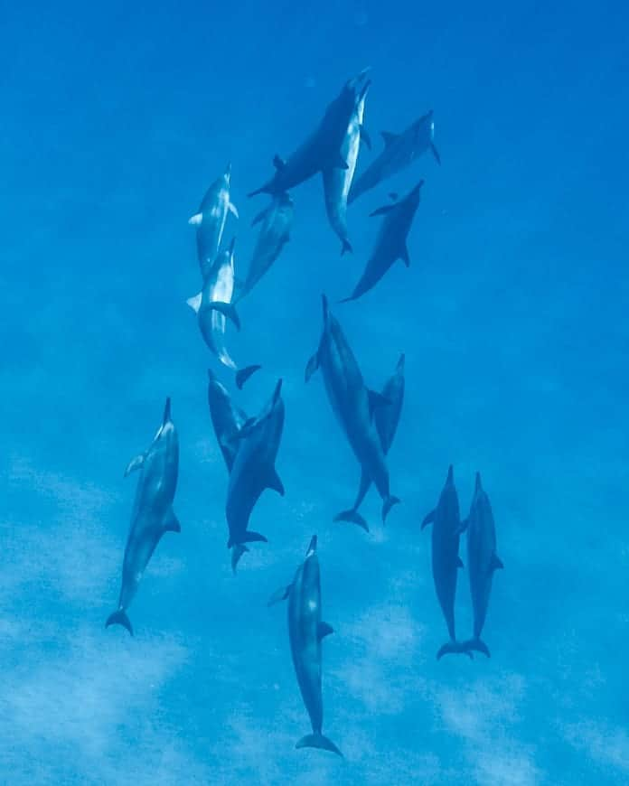 And Youさんのインスタグラム写真 - (And YouInstagram)「Sometimes dolphins look like a work of art 😍. ​. ​. ​. ​. ​#saltnomads #natgeoyourshot #dolphins #dolphin #saveourseas #oceania #beautifulocean」7月20日 12時11分 - dolphinsandyou