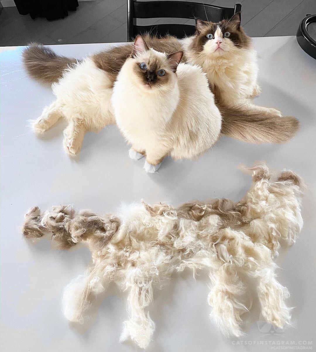 Cats of Instagramさんのインスタグラム写真 - (Cats of InstagramInstagram)「From @ladylolathecat: “There is no place for a third ragdoll in this house human! #ladylolathecat” #catsofinstagram」7月20日 12時30分 - cats_of_instagram