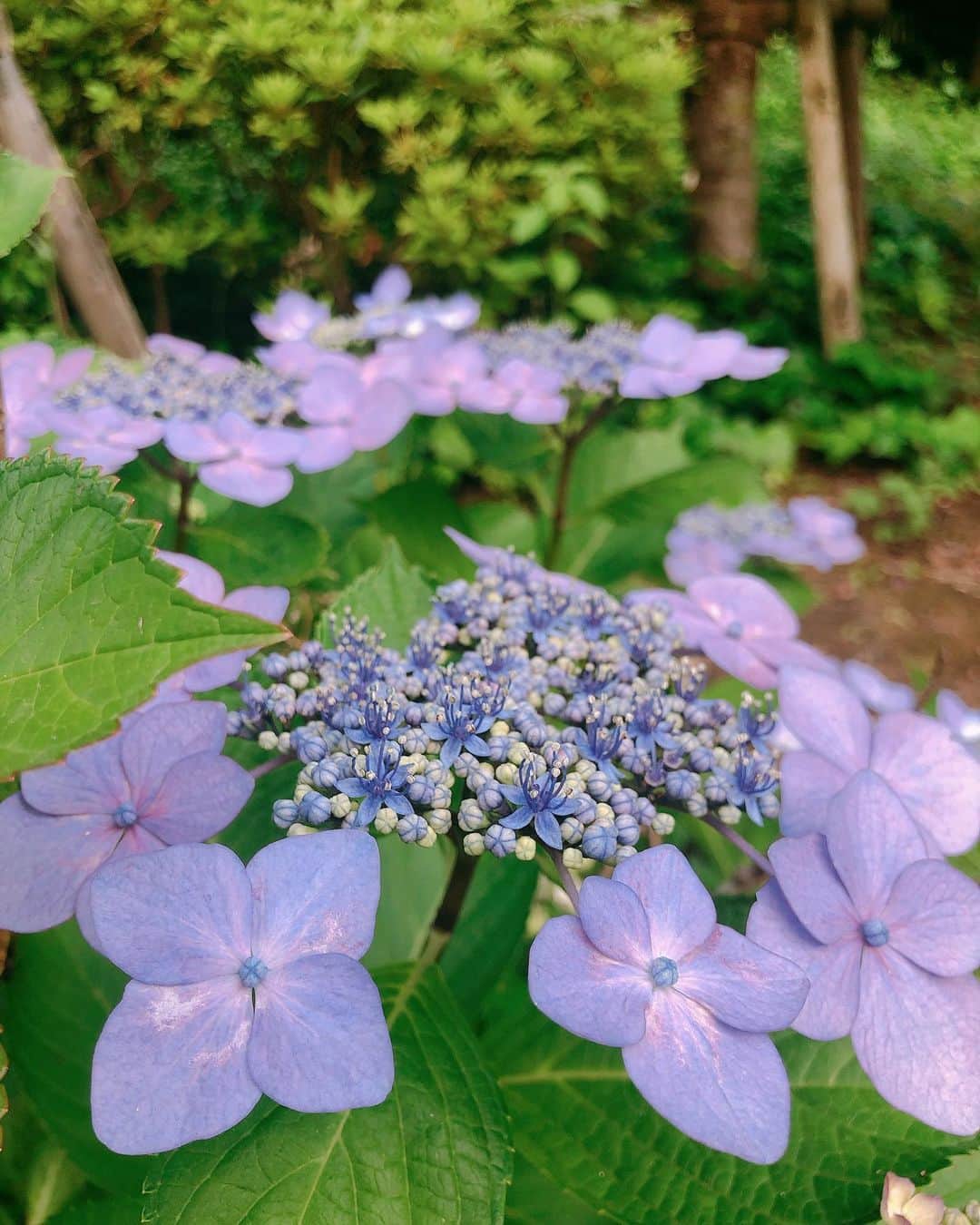 YU-RIのインスタグラム：「そろそろ梅雨も終わりかな？ おそらく来週には枯れちゃう紫陽花💐 綺麗に撮れた🌟 旅行していっぱい写真撮りたいな〜😭 ・ ・ ・ #紫陽花#見納め#カメラ女子#お花のある暮らし #カメラ好きな人と繋がりたい#お花大好き#夏」