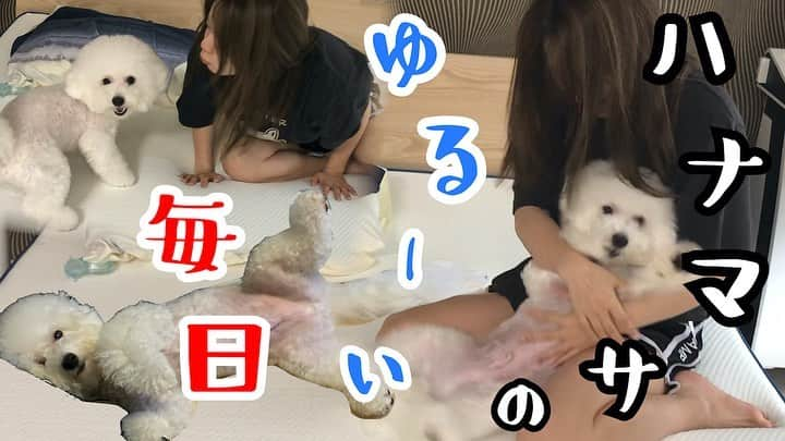 ハナマサさんのインスタグラム写真 - (ハナマサInstagram)「YouTubeのサムネにならなかったボツたちだけど可愛かったからこっち載せちゃう笑  #hanamasagram #hanamasa #ビションフリーゼ　#ボツサムネ」7月20日 13時38分 - hanamasagram