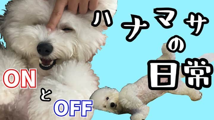 ハナマサのインスタグラム：「YouTubeのサムネにならなかったボツたちだけど可愛かったからこっち載せちゃう笑  #hanamasagram #hanamasa #ビションフリーゼ　#ボツサムネ」