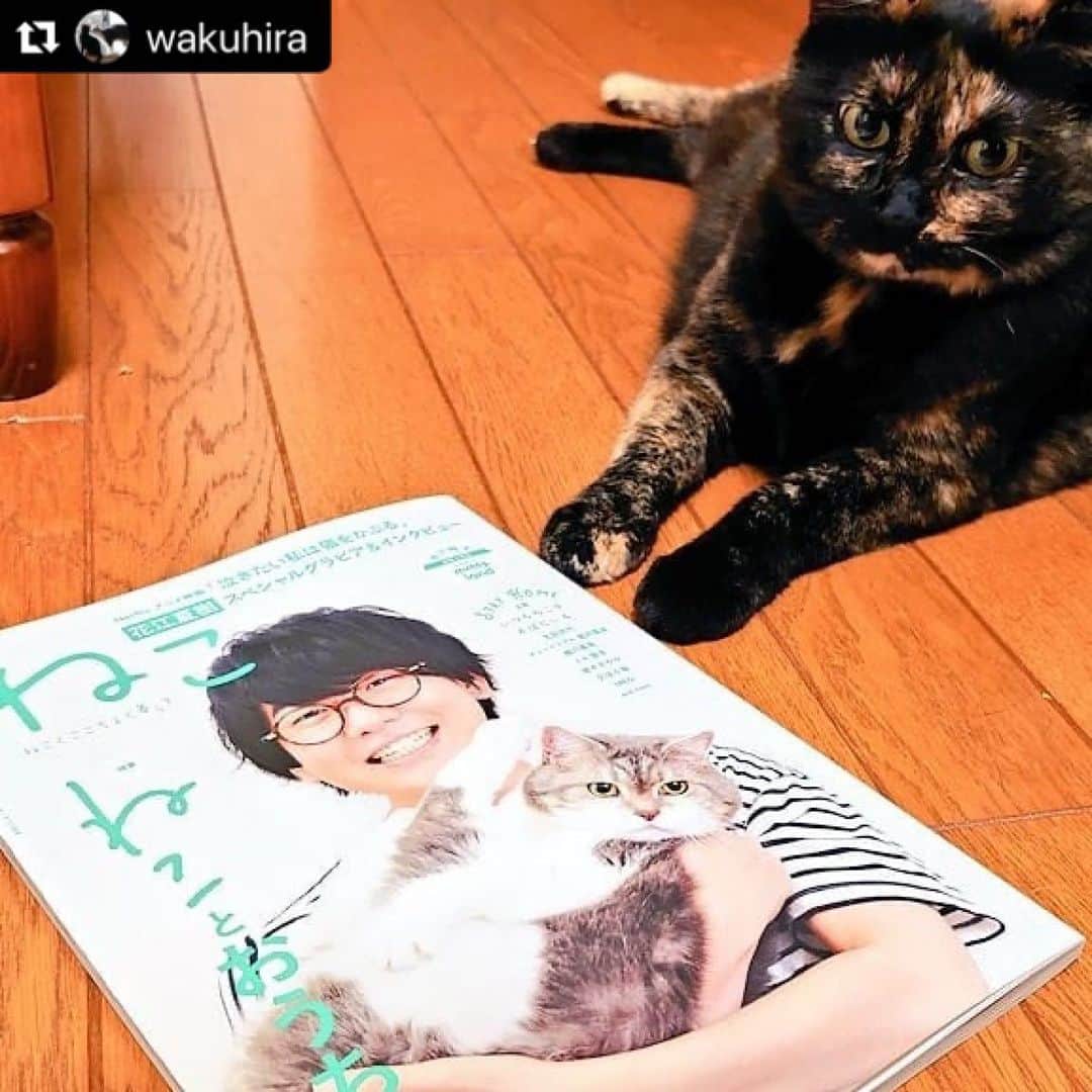 ねこのインスタグラム
