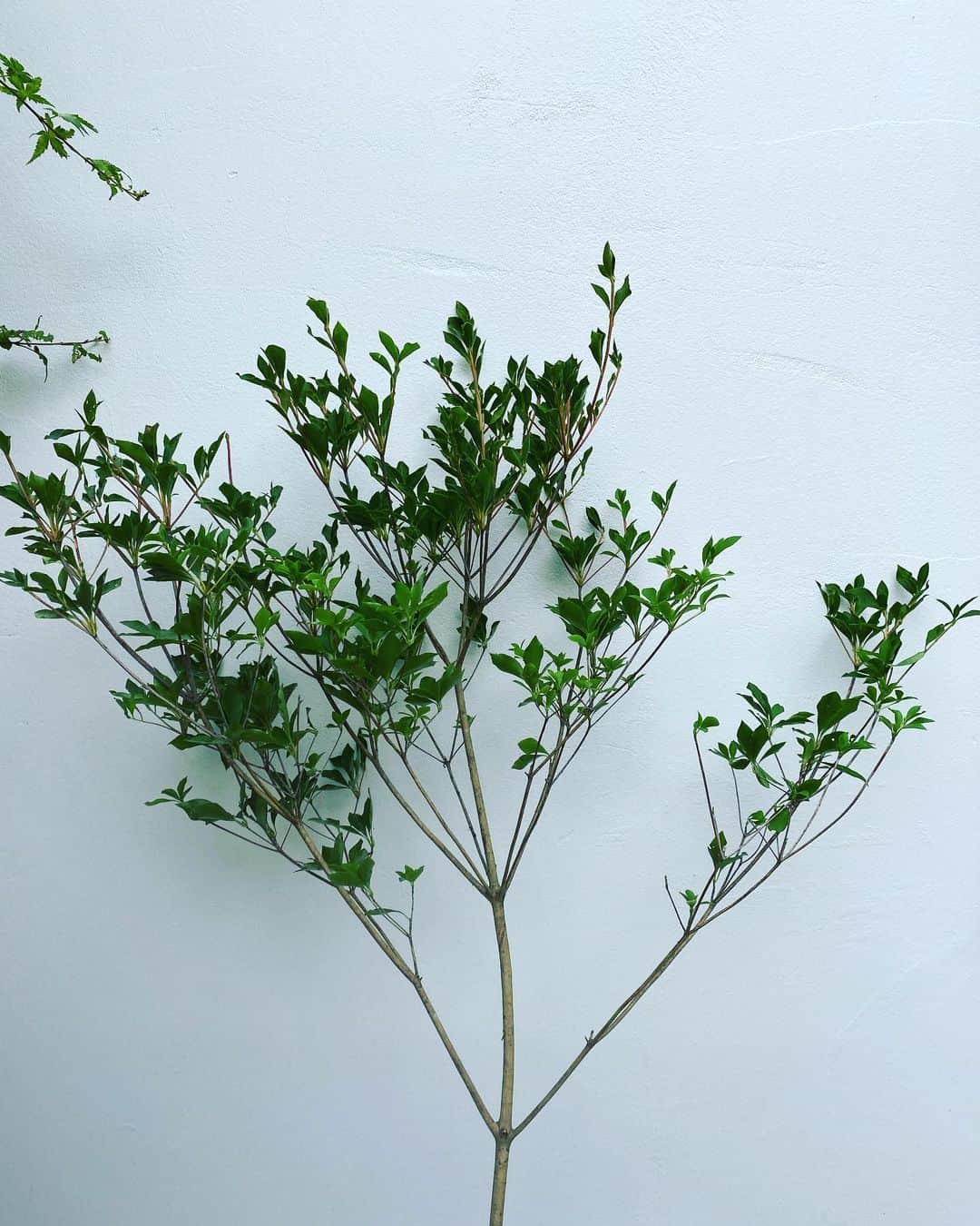 MILLE ECLAT.のグルメインスタ