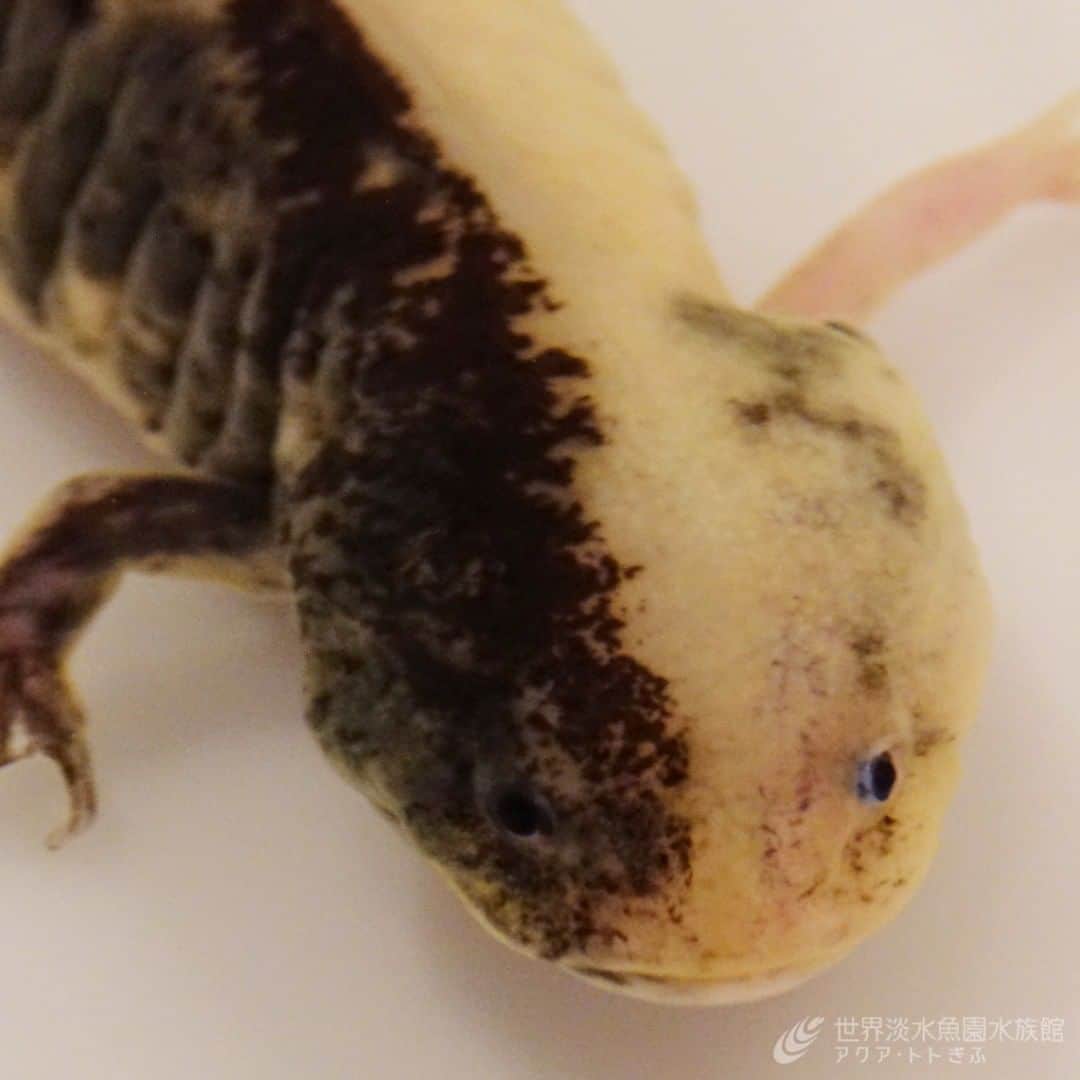世界淡水魚園水族館 アクア・トト ぎふのインスタグラム：「【企画展】もっと知りたいウーパールーパーに、体の左右で色や模様が違う、珍しいウーパールーパーが仲間入りしています。  発生過程中に何らかの原因で体の正中線を境にして、遺伝子の突然変異が起きたと考えられます。  まるでお洒落なツートンカラーのようなウーパールーパーを是非ご覧ください。  #アクアトト #アクアトトぎふ #アクアトト岐阜 #aquarium #ウーパールーパー#Ambystomamexicanum」