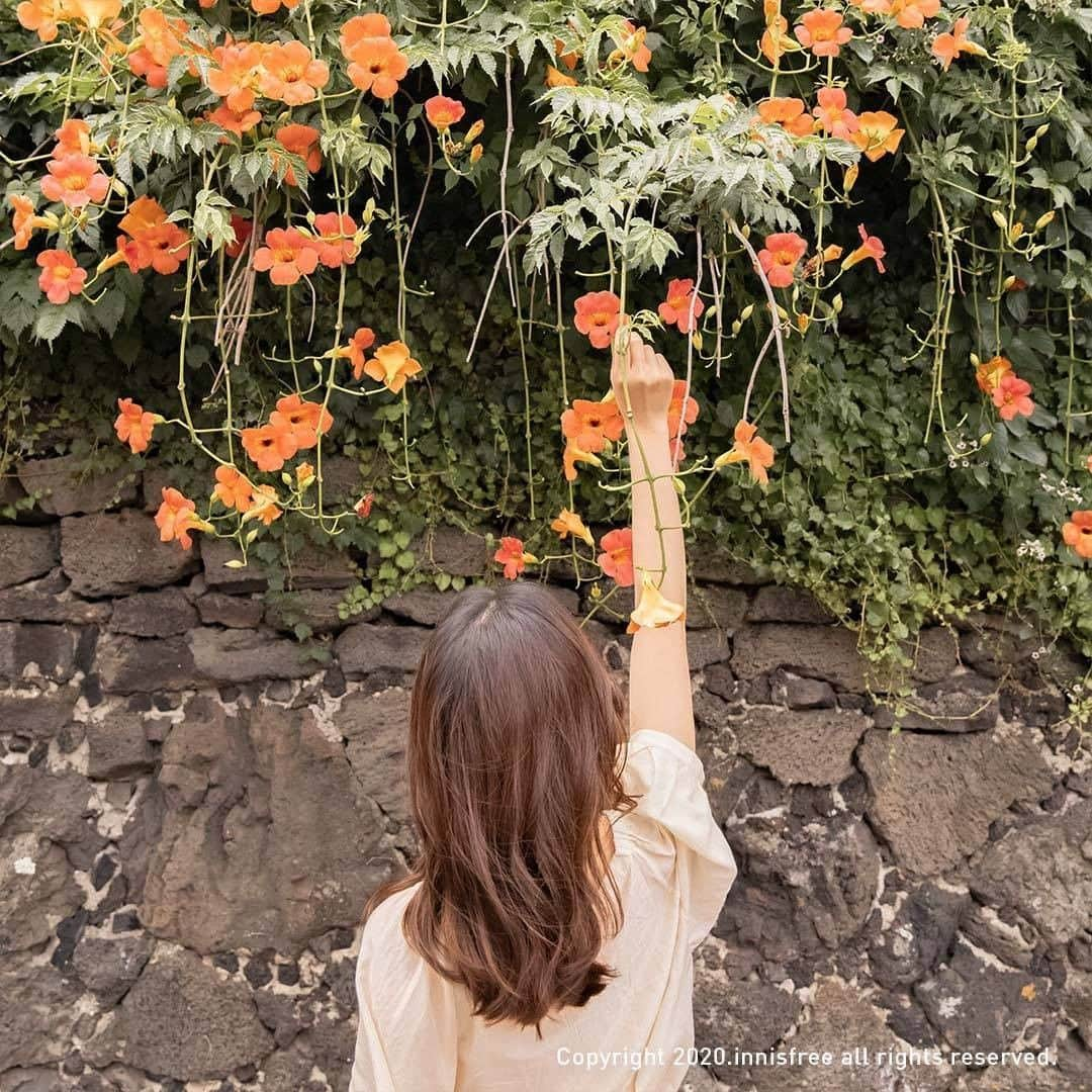 イニスフリー | 日本公式のインスタグラム