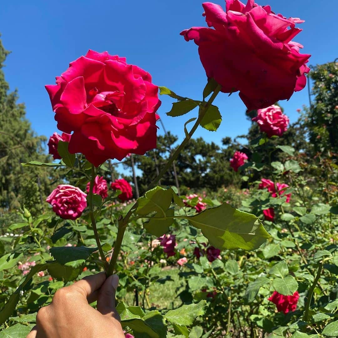 レオナ・ルイスのインスタグラム：「🌹💋🌹」