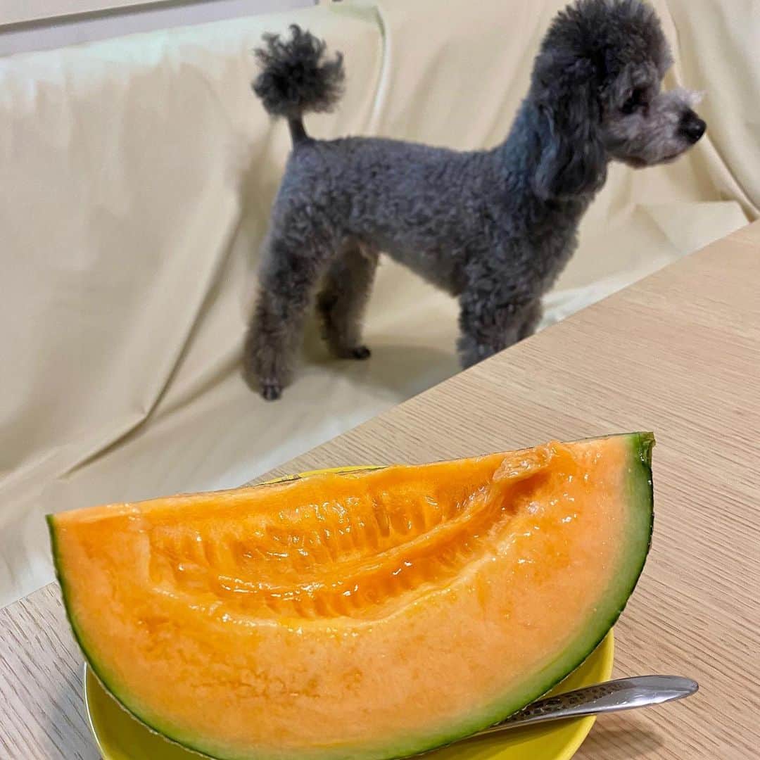 堀江淳のインスタグラム：「‪「待ってても貰えないか…」‬ ‪#メロン‬ ‪#富良野メロン‬ ‪#トイプードル‬」
