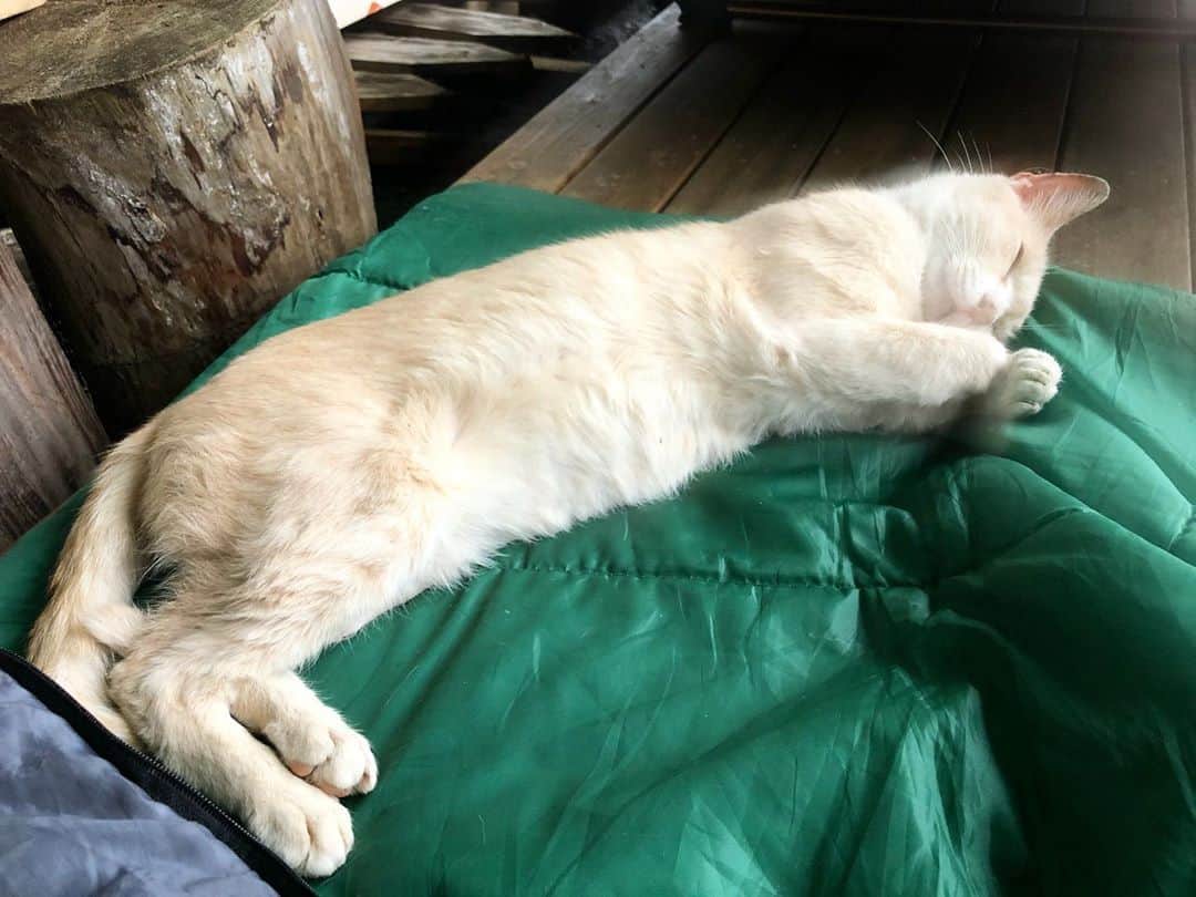 ホタテ＆クラム＆シラスのインスタグラム：「今、我が家の猫以外に登録している会員制のキャンプ場に住み着いた猫の面倒も見ています。1ヶ月ちょっと前に現れた時は警戒心も凄くふらふらの状態でしたが、今は人にも慣れて元気いっぱい、泊まりに行くといつもシュラフを取られます（笑） #キャンプ #CSD #ねこ #住み着き猫」