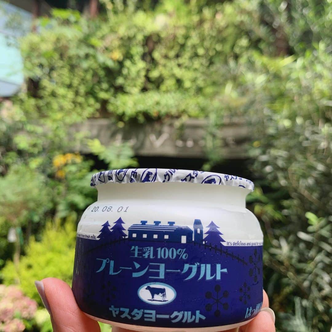 大桃美代子さんのインスタグラム写真 - (大桃美代子Instagram)「新潟ケンミンシリーズ。  新潟のヨーグルトと言えば、  ヤスダヨーグルト！！  阿賀野市の安田（町）は、県内の酪農発祥の地。  地域の牛乳🥛で作り上げるヨーグルト。  飲むヨーグルトは日本でも早めに取り組んだのではないでしょうか？  東京の高級スーパーで見かけた時は、  嬉しかったなー🥰🥰  コクがあり、本当に美味しいの。  酪農家が安定して乳牛を育ててられる環境作りにヨーグルトは欠かせない。  最近は、プリン、化粧品、お酒まで、、、幅広い。  まずは、ヤスダヨーグルト、ドリンクタイプから。  新潟ケンミン気分を味わって〜。  よく振ってから飲んでね。  #ヤスダヨーグルト#新潟ケンミンの味#ケンミンショーで取り上げて#阿賀野市#安田町#ヤスダヨーグルトアンバサダー#飲むヨーグルト#酪農#牛乳#新潟グルメ#新潟県民#地域活性化」7月20日 14時43分 - miyoko_omomo