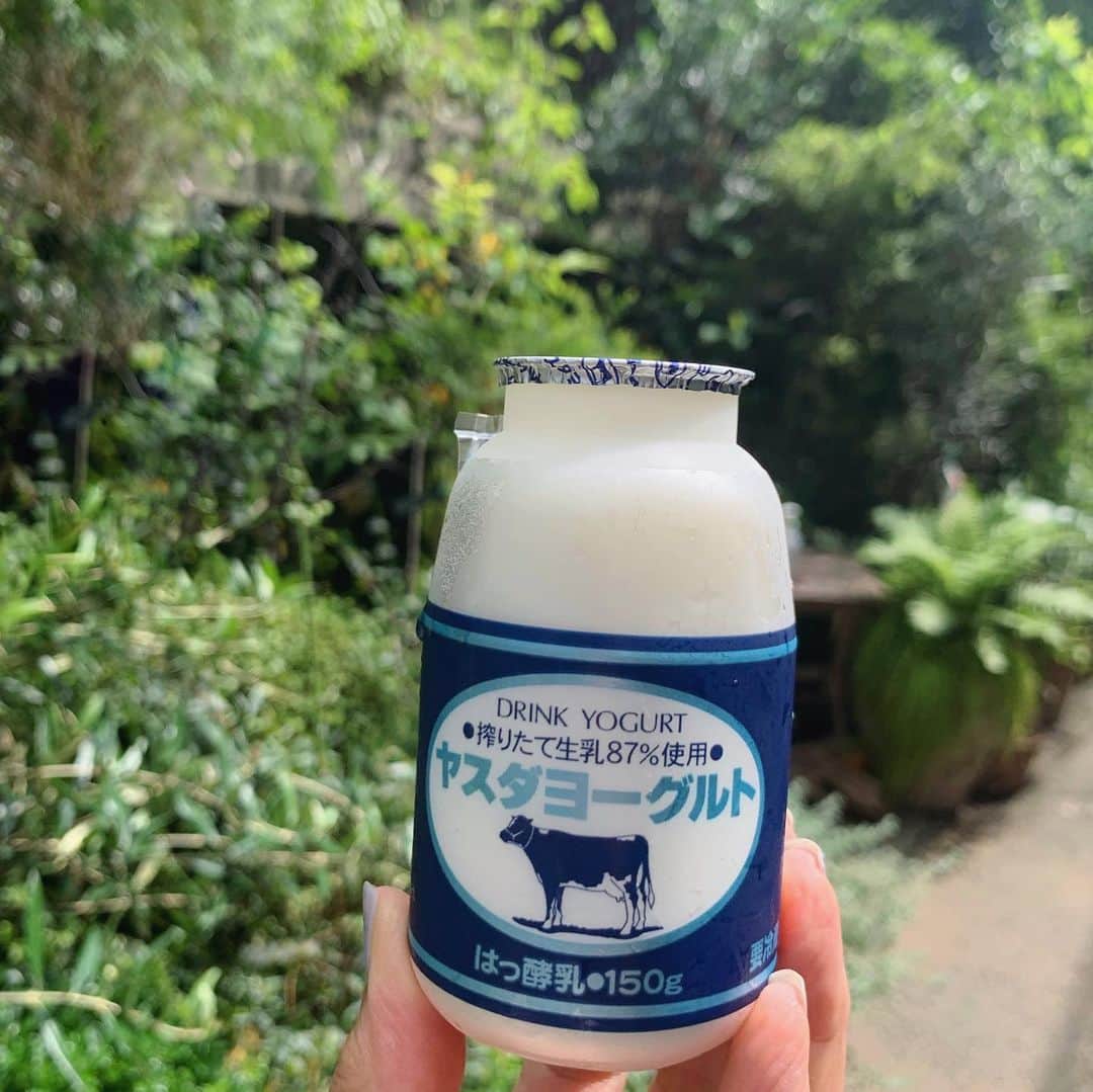 大桃美代子さんのインスタグラム写真 - (大桃美代子Instagram)「新潟ケンミンシリーズ。  新潟のヨーグルトと言えば、  ヤスダヨーグルト！！  阿賀野市の安田（町）は、県内の酪農発祥の地。  地域の牛乳🥛で作り上げるヨーグルト。  飲むヨーグルトは日本でも早めに取り組んだのではないでしょうか？  東京の高級スーパーで見かけた時は、  嬉しかったなー🥰🥰  コクがあり、本当に美味しいの。  酪農家が安定して乳牛を育ててられる環境作りにヨーグルトは欠かせない。  最近は、プリン、化粧品、お酒まで、、、幅広い。  まずは、ヤスダヨーグルト、ドリンクタイプから。  新潟ケンミン気分を味わって〜。  よく振ってから飲んでね。  #ヤスダヨーグルト#新潟ケンミンの味#ケンミンショーで取り上げて#阿賀野市#安田町#ヤスダヨーグルトアンバサダー#飲むヨーグルト#酪農#牛乳#新潟グルメ#新潟県民#地域活性化」7月20日 14時43分 - miyoko_omomo