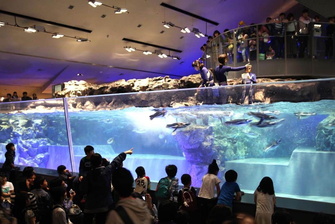 TOBU RAILWAY（東武鉄道）さんのインスタグラム写真 - (TOBU RAILWAY（東武鉄道）Instagram)「. . 🚩Sumida Aquarium in TOKYO SKYTREE TOWN - Tokyo . [Sumida Aquarium in TOKYO SKYTREE TOWN New Area Is Now Open!] . The jellyfish area of the "Sumida Aquarium", at the foot of TOKYO SKYTREE, has been renewed. In this new area, you can enjoy observing the approx. 500 moon jellyfish, born in Sumida Aquarium, drifting in the "Big Schale", an oval-shaped basin tank, 7 meters in diameter. Beautiful lighting and music also add a mysterious atmosphere. Sumida Aquarium also has many other popular exhibition areas, including the penguin area where you can see penguins up close. If you have a stub ticket for Sumida Aquarium, you can get discounts and special offers at the nearby commercial facility, Tokyo Solamachi. Please enjoy it. . . . . #tokyo #sumidaaquarium #tokyoskytree #tokyoskytreetown #asakusa #sumidariver #japantrip #travelgram #tobujapantrip #discovertokyo #unknownjapan #jp_gallery #visitjapan #japan_of_insta #art_of_japan #instatravel #japan #instagood #travel_japan #exoloretheworld  #ig_japan #explorejapan #travelinjapan #beautifuldestinations #toburailway #japan_vacations #jerryfish #aquarium #tokyo_grapher」7月20日 15時19分 - tobu_japan_trip