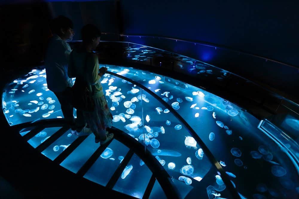 のインスタグラム：「. . 🚩Sumida Aquarium in TOKYO SKYTREE TOWN - Tokyo . [Sumida Aquarium in TOKYO SKYTREE TOWN New Area Is Now Open!] . The jellyfish area of the "Sumida Aquarium", at the foot of TOKYO SKYTREE, has been renewed. In this new area, you can enjoy observing the approx. 500 moon jellyfish, born in Sumida Aquarium, drifting in the "Big Schale", an oval-shaped basin tank, 7 meters in diameter. Beautiful lighting and music also add a mysterious atmosphere. Sumida Aquarium also has many other popular exhibition areas, including the penguin area where you can see penguins up close. If you have a stub ticket for Sumida Aquarium, you can get discounts and special offers at the nearby commercial facility, Tokyo Solamachi. Please enjoy it. . . . . #tokyo #sumidaaquarium #tokyoskytree #tokyoskytreetown #asakusa #sumidariver #japantrip #travelgram #tobujapantrip #discovertokyo #unknownjapan #jp_gallery #visitjapan #japan_of_insta #art_of_japan #instatravel #japan #instagood #travel_japan #exoloretheworld  #ig_japan #explorejapan #travelinjapan #beautifuldestinations #toburailway #japan_vacations #jerryfish #aquarium #tokyo_grapher」
