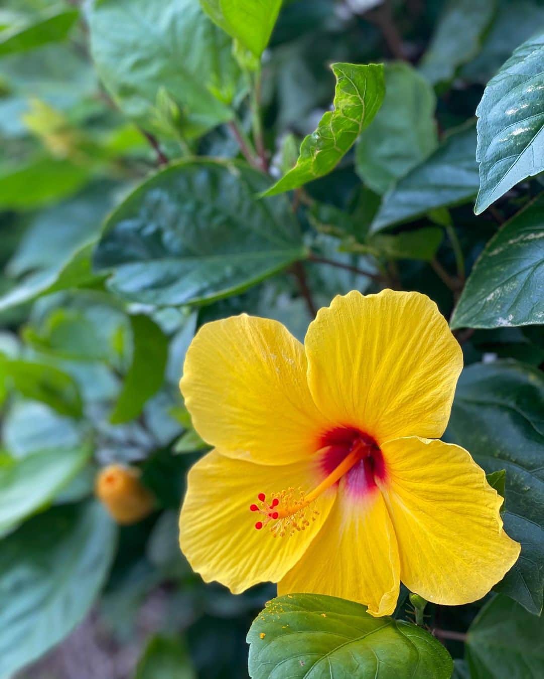 のインスタグラム：「夏がくる🌸🌴」