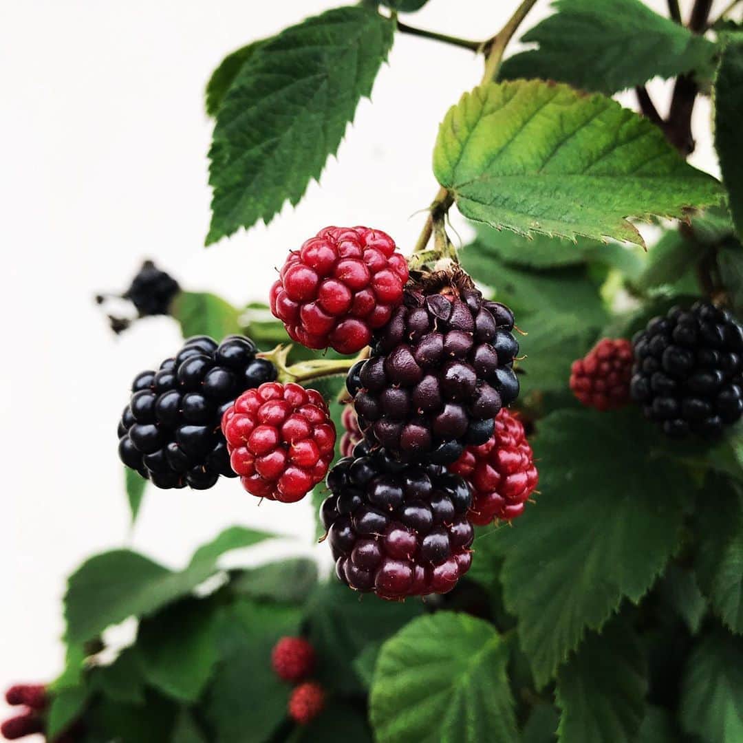Ju-kenのインスタグラム：「あと1週間で完熟かな😋無農薬だから、たまに虫喰いあるけど、無害な証拠👍  #ブラックベリー　#無農薬　#自家栽培」