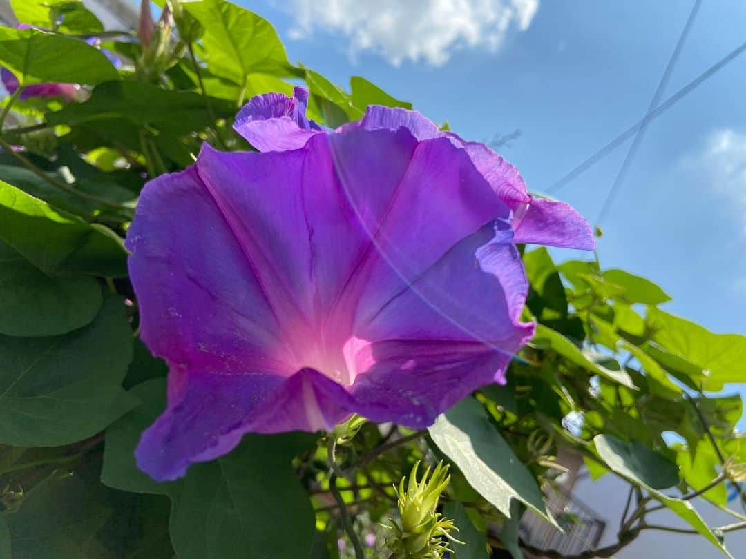 島津咲苗さんのインスタグラム写真 - (島津咲苗Instagram)「セミの鳴き声に朝顔の花・・・ 夏はもうすぐそこですね。  それにしても今日も暑いですね。 熱中症にはくれぐれも気をつけて下さい。 . . . #メーテレ #島津咲苗 #はなすたぐらむ #朝顔 #あさがお #夏 #晴天 #夏の匂い #加工なし #noeffect #flowerstagram」7月20日 16時14分 - sanae_shimazu