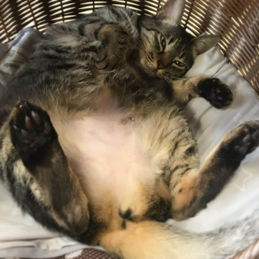小嶋晶子のインスタグラム：「“It’s SO hot today!”🐈🐾☀️ #cat #cats #browntabby #catsofinstagram #catstagram #neko #nekostagram #ねこ #ねこ部 #ねこすたぐらむ #きじとら #きじとらねこ #きじとら女子 #きじとら部 #ネコ #ネコ部  #キジトラ #キジトラネコ #キジトラ部 #かぎしっぽ #かぎしっぽ猫部 #カギしっぽ #カギしっぽ猫 #お腹ハゲてる #足の裏もハゲてる」