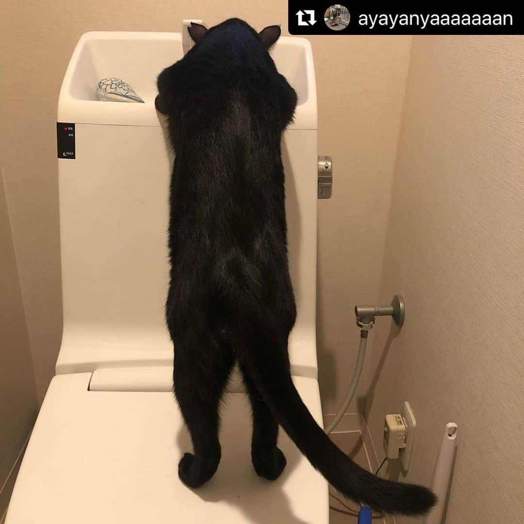 ねこのインスタグラム