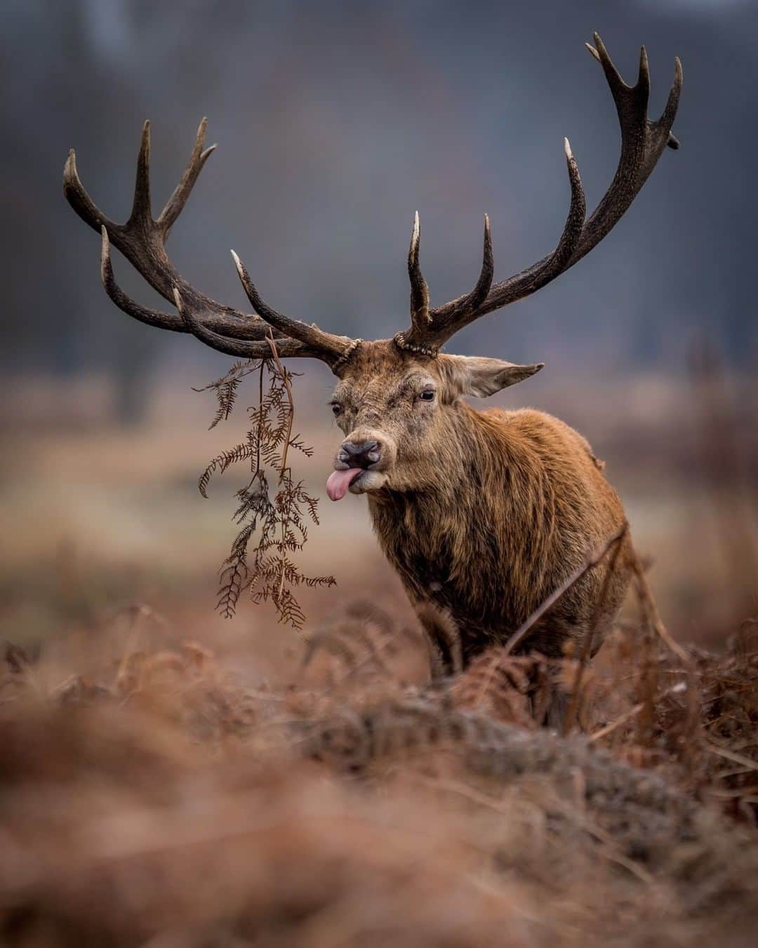 Discoveryさんのインスタグラム写真 - (DiscoveryInstagram)「Tag someone who could use a little #mondaymotivation.  Photo: Sean Weekly (@seanweeklywildlife)   #deer #tongueouteveryday #animalcrossing #antlers #hungry #motivational #naturelovers #wildlife」7月21日 3時51分 - discovery