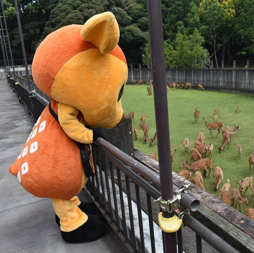 バンビシャス奈良さんのインスタグラム写真 - (バンビシャス奈良Instagram)「2020.7.20 一般財団法人奈良の鹿愛護会様へ 寄附金の贈呈に行ってきたのです！ . そして、今年誕生した子鹿と 母鹿が鹿苑から巣立っていくのを 見届けて来たのです！ . シカッチェからも鹿せんべいを プレゼントしたのです！ 楽しシカったのです🦌🦌🦌 . . . 母鹿とシカッチェからのお願い💫 ・人が子鹿に近づかないで下さい。母鹿が怒って攻撃することがあります🦌 ・鹿の赤ちゃんには触らないで下さい。人の匂いがついて母鹿が分からなくなり、お乳を与えられなくなります🦌 . #奈良の鹿愛護会  #子鹿  #シカッチェ  #鹿とシカッチェはおともだち #バンビシャス奈良」7月20日 18時48分 - bambitiousnara
