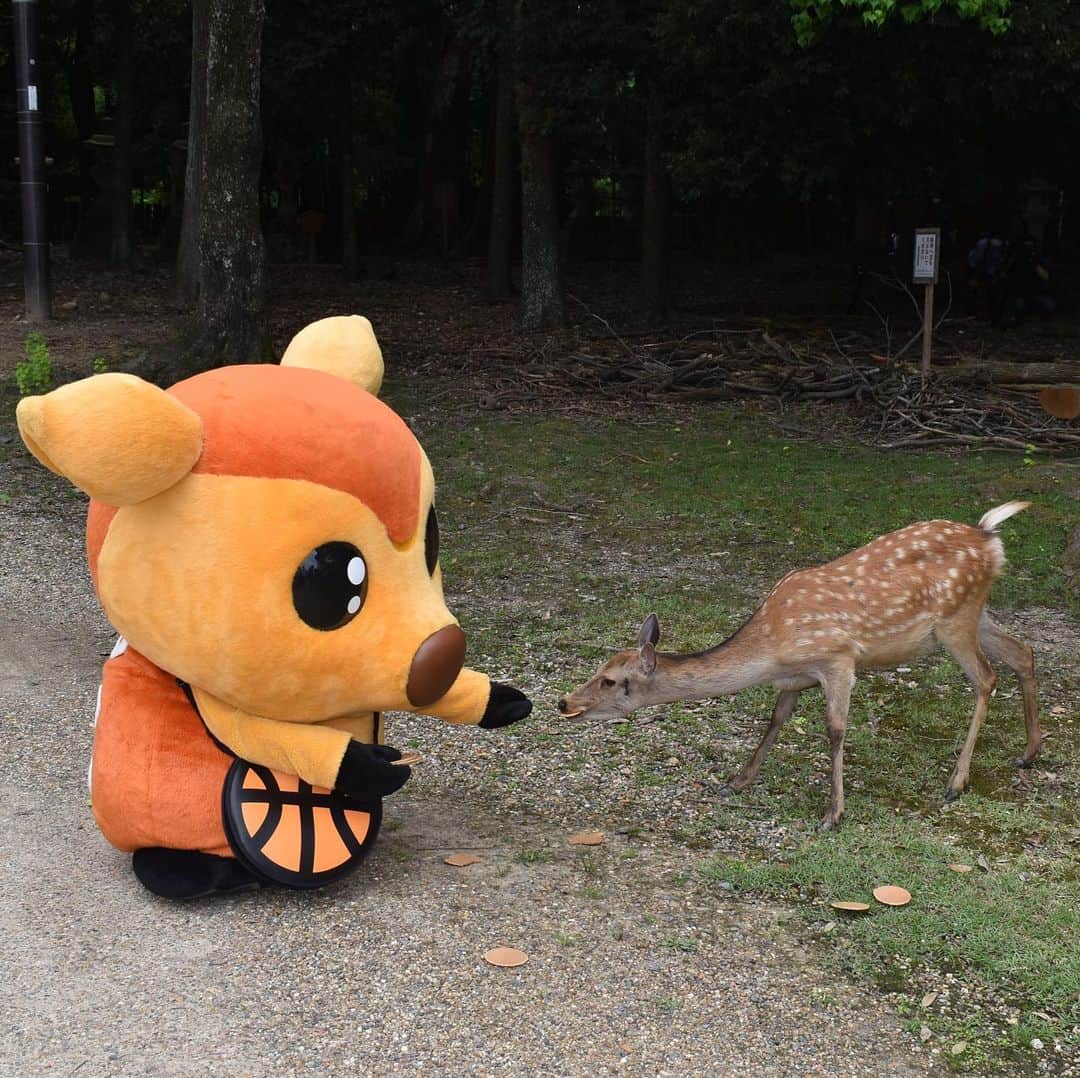 バンビシャス奈良さんのインスタグラム写真 - (バンビシャス奈良Instagram)「2020.7.20 一般財団法人奈良の鹿愛護会様へ 寄附金の贈呈に行ってきたのです！ . そして、今年誕生した子鹿と 母鹿が鹿苑から巣立っていくのを 見届けて来たのです！ . シカッチェからも鹿せんべいを プレゼントしたのです！ 楽しシカったのです🦌🦌🦌 . . . 母鹿とシカッチェからのお願い💫 ・人が子鹿に近づかないで下さい。母鹿が怒って攻撃することがあります🦌 ・鹿の赤ちゃんには触らないで下さい。人の匂いがついて母鹿が分からなくなり、お乳を与えられなくなります🦌 . #奈良の鹿愛護会  #子鹿  #シカッチェ  #鹿とシカッチェはおともだち #バンビシャス奈良」7月20日 18時48分 - bambitiousnara