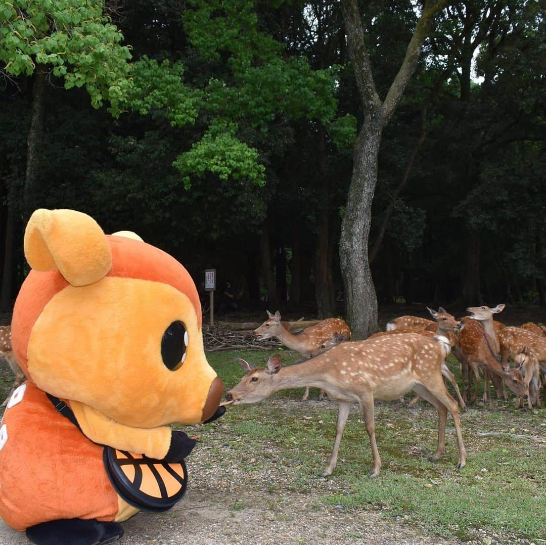 バンビシャス奈良のインスタグラム