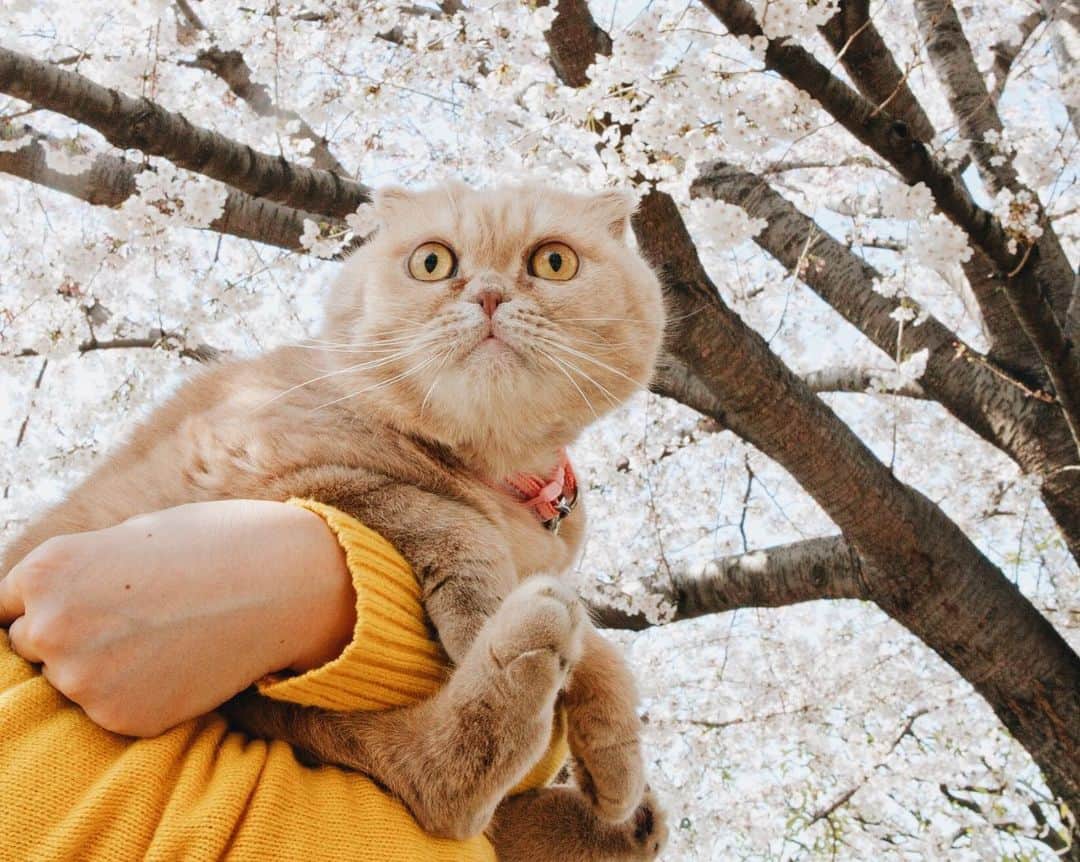 清水桜子さんのインスタグラム写真 - (清水桜子Instagram)「今日はふくの四十九日。  私たちにとって初めて迎え入れた一家のムードメーカーかつお笑い担当で、とにもかくにもスペシャルな猫だった。 見返しても笑える写真ばかり残ってるのってすごいことだと思うんよ。 ふくさん、ラブユー❤️  #throwback #ilovefuku #ilovegoma #ふくさんメモリアル #めめぼん #memebon #ふくごまめめ」7月20日 19時15分 - sakuracos