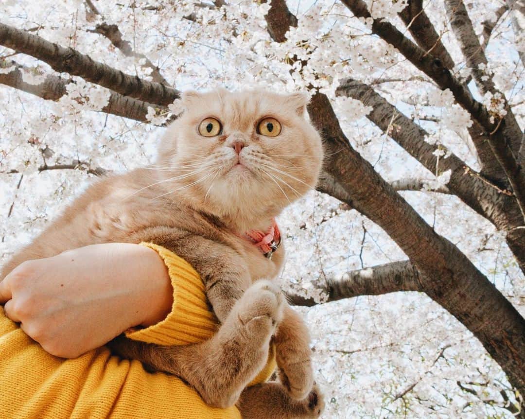 清水桜子のインスタグラム：「今日はふくの四十九日。  私たちにとって初めて迎え入れた一家のムードメーカーかつお笑い担当で、とにもかくにもスペシャルな猫だった。 見返しても笑える写真ばかり残ってるのってすごいことだと思うんよ。 ふくさん、ラブユー❤️  #throwback #ilovefuku #ilovegoma #ふくさんメモリアル #めめぼん #memebon #ふくごまめめ」