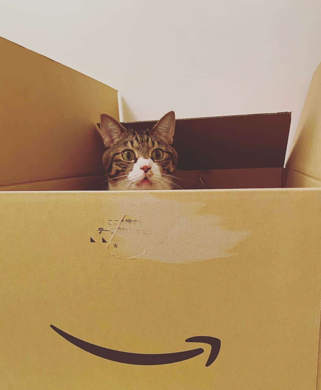 野本かりあのインスタグラム：「Amazon箱から こんばんは。 自分で入ったのに、何故ビックリ顔なのか。 私を楽しませてくれてるのね❣️ #lukarly #catsofinstagram #にゃんすたぐらむ」