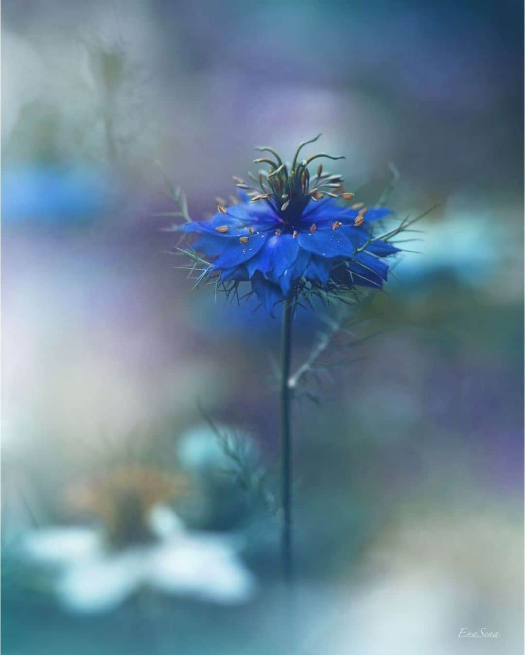 花の写真館のインスタグラム：「Photo by @ena.s.ena.⠀ https://instagram.com/ena.s.ena/⠀ .⠀ Original Post[投稿いただいたURL]⠀ https://www.instagram.com/p/CBlmEYrsOFC/⠀ .⠀ 本アカウントは、 #私の花の写真 をつけてInstagramに投稿された皆さまの花の写真や、「花の写真館」Facebookページで投稿された花の写真を紹介します。⠀ 「花の写真館」Facebookページは、「 @floral.photograph 」のプロフィールにあるURLからご覧ください。⠀ .⠀ ※各自、政府、自治体など公的機関の指示に従った行動をお願いします。⠀⠀ 東京カメラ部および分室では、写真を「見る楽しみ」を提供することを通して、微力ながら皆様にわずかな時間でも癒しをお届けしたいと思っております。⠀ ※本アカウントは東京カメラ部がFacebook、Instagramのサービスを利用して運営しているもので、Facebook社・Instagramとは一切関係ありません。⠀ .⠀ #花の写真館 #floralphotograph #floralphoto #flower #flowers⠀ Follow: @floral.photograph」