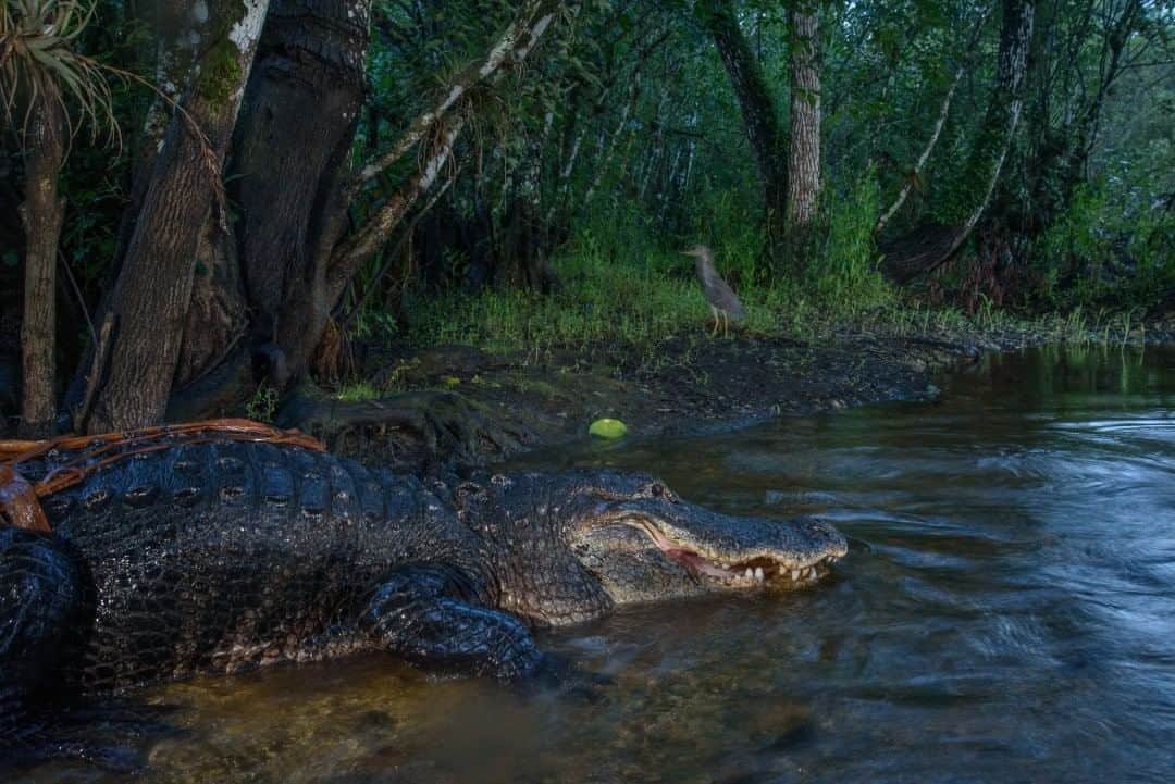 ナショナルジオグラフィックのインスタグラム
