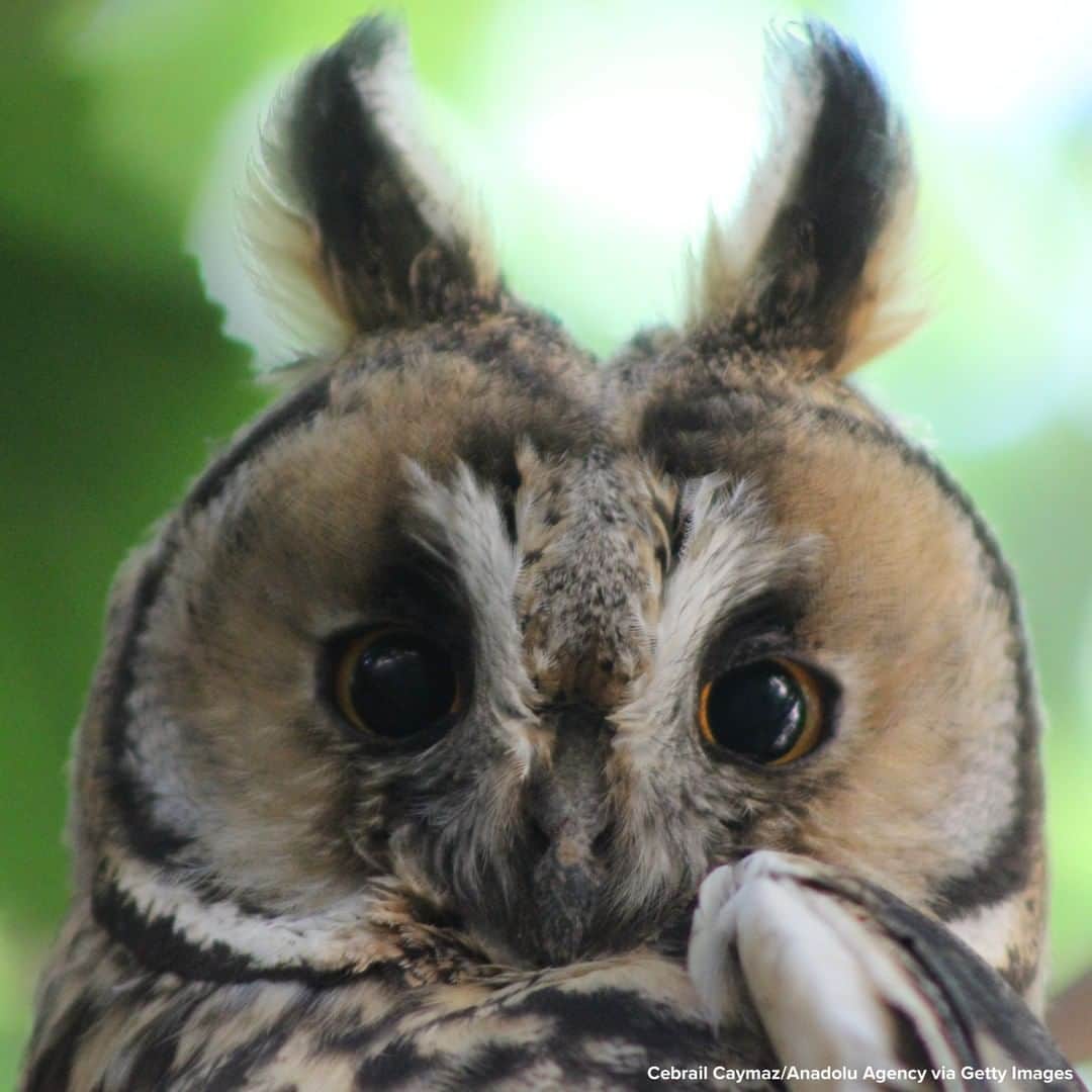ABC Newsさんのインスタグラム写真 - (ABC NewsInstagram)「WISH YOU WERE EAR: A long-eared owl perches on a tree branch in Sanliurfa, Turkey. #owl #animals」7月20日 19時44分 - abcnews