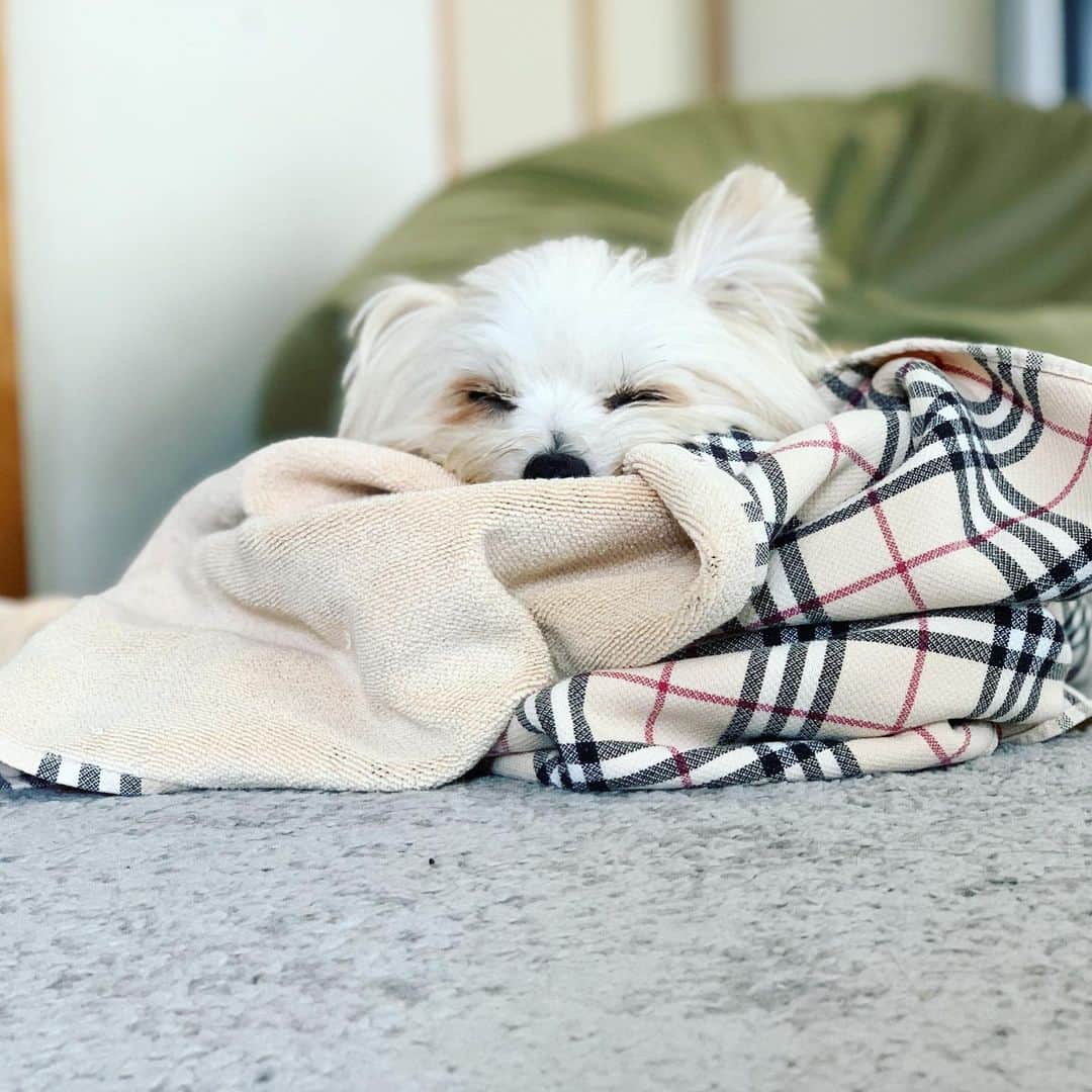 チャン・リーメイのインスタグラム：「……。 ✴︎ ………。 ✴︎ かわいいやつめ…… ✴︎ #冷房の下 #burberryblanket」