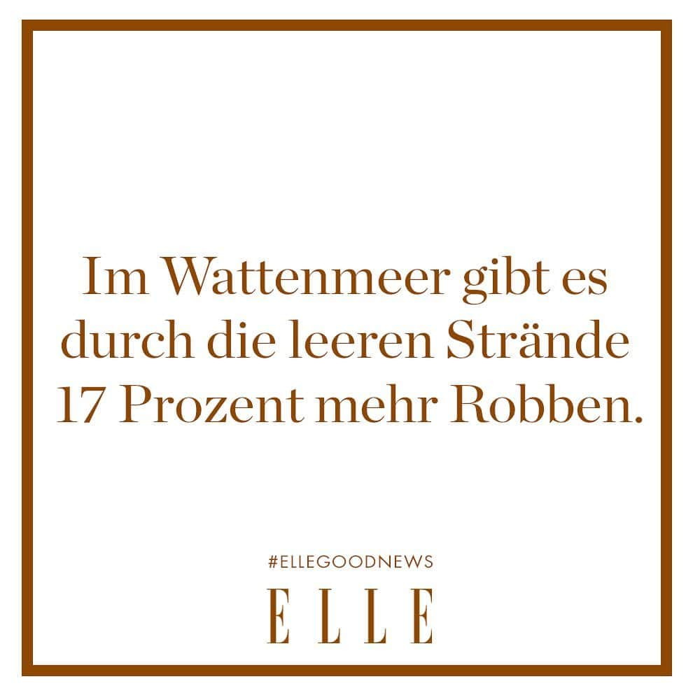 ELLE Germanyさんのインスタグラム写真 - (ELLE GermanyInstagram)「Die Auswirkungen des Coronavirus können auch etwas Gutes mit sich bringen: Dank der leeren Strände und der Ruhe im Wattenmeer wurden jetzt 17 Prozent mehr Kegelrobben als im Vorjahr gezählt. Laut Experten konnten die Robben so besser und ohne Störung am Festland Rast machen – wobei momentan noch geprüft wird, wie groß der Einfluss der Corona-Einschränkungen tatsächlich auf die Population der Kegelrobben war. Photocredit: iStock #ellegoodnews #robben #ocean #coronavirus」7月20日 20時25分 - ellegermany