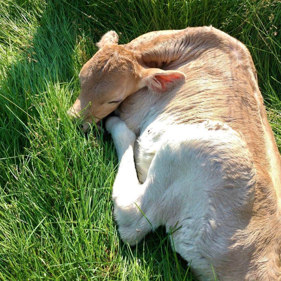 星野リゾート　トマムさんのインスタグラム写真 - (星野リゾート　トマムInstagram)「昨日、ブラウンスイス牛の子牛が生まれました。女の子です。7月生まれで、お母さんの名前が「ロロ」なので、「ナナ」と名付けられました。眠る姿が可愛らしいですね🐂  A baby cow was born yesterday. So cute!  #HoshinoResorts #星野リゾート #tomamu #トマム #risonaretomamu #リゾナーレトマム #risonare #リゾナーレ #北海道 #Hokkaido #北海道旅行 #星野集團 #Hokkaidotrip #Japan #japantravel #ファーム #farm #絶景  #旅行気分 #おうちで旅体験 #brownswiss #babycow #オンライン旅行」7月20日 20時39分 - hoshinoresorts_tomamu
