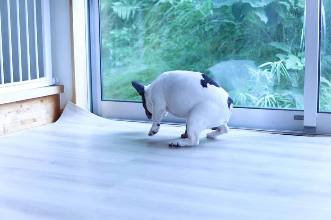 French Bulldog Lifeさんのインスタグラム写真 - (French Bulldog LifeInstagram)「フレンピーだよ🐶ぼくってこんなに丸いっけ⁉︎ * #フレブルライフ#フレンチブルドッグ#フレブル#フレンチブル#ブヒ#フレンピー#frenchbulldoglife#BUHI#frenchbulldog#frenchie#FBL#멍스타그램#프렌치불독#法斗#法鬥#法国斗牛犬」7月20日 20時41分 - french.bulldog.life