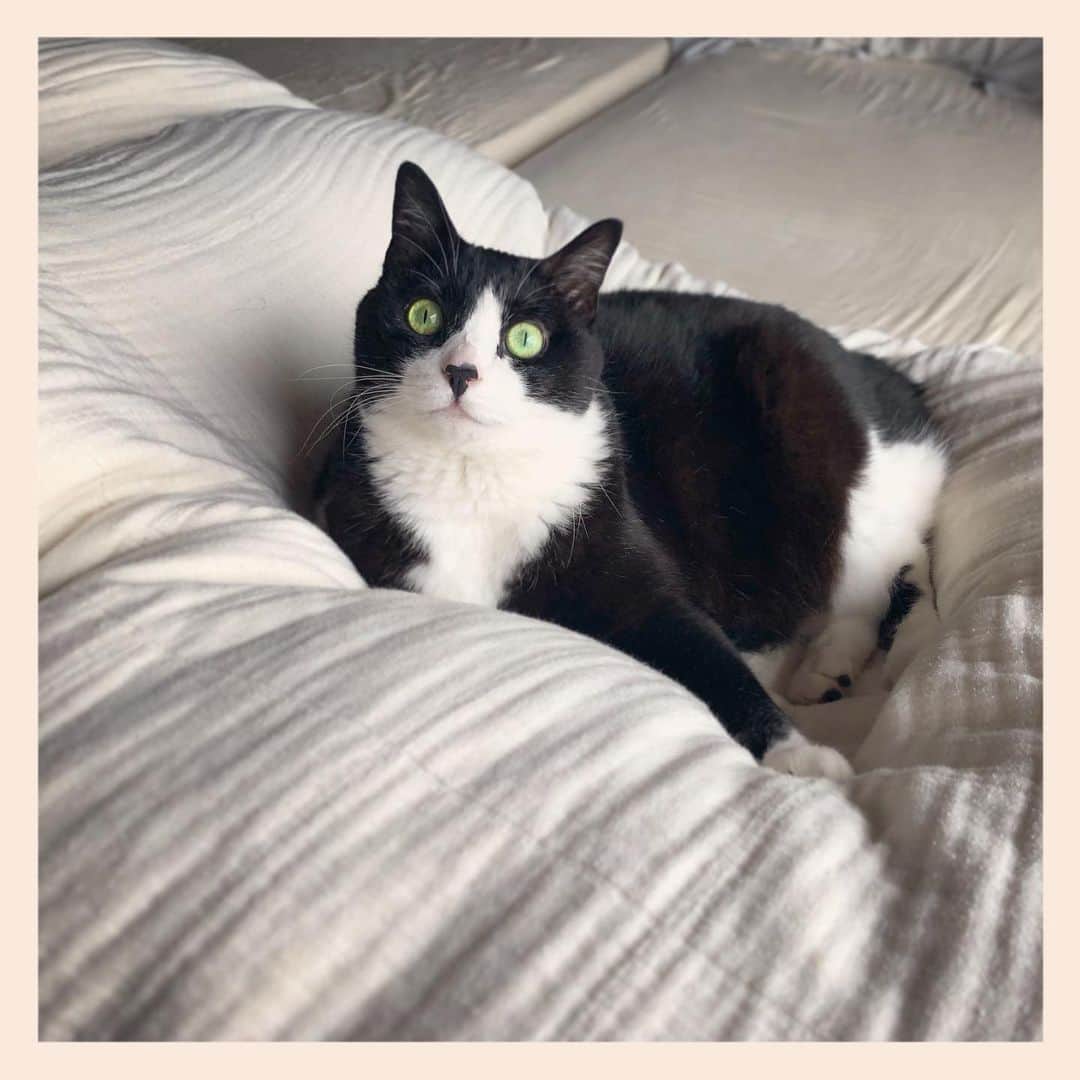 パンといっぴきのインスタグラム：「#元保護猫 #ハチワレ #白黒猫 #blackandwhitecat #tuxedocat」