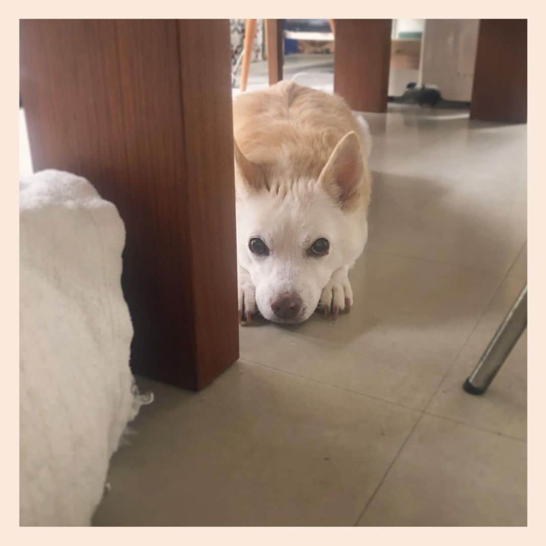 パンといっぴきのインスタグラム：「#元保護犬 #雑種犬 #crossbreed #mixdog #キップル14歳」