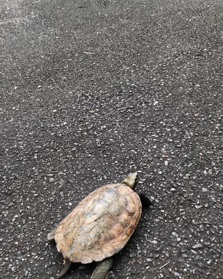 のインスタグラム：「当館に可愛いお客様が来られました🐢💨💨💨意外と動きが速い...。 #夢乃井 #塩田温泉 #夢乃井庵夕やけこやけ #姫路 #可愛い #かめ #意外と速い」